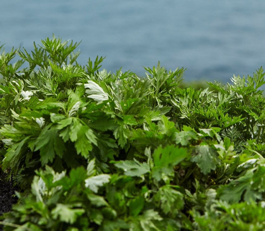 HANYUL Pure Artemisia Beruhigendes Ausgleichsset